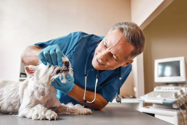 Best After-Hours Emergency Dentist in New Lebanon, OH